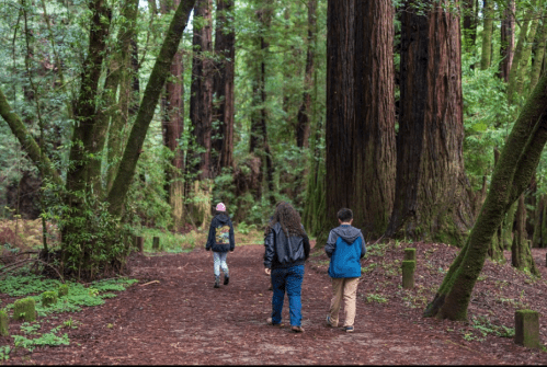 Three children walking on a forest path surrounded by tall trees and lush greenery.