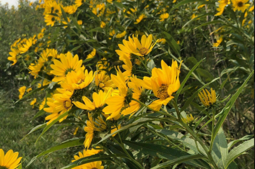 A vibrant field of yellow flowers surrounded by green leaves under a clear sky.