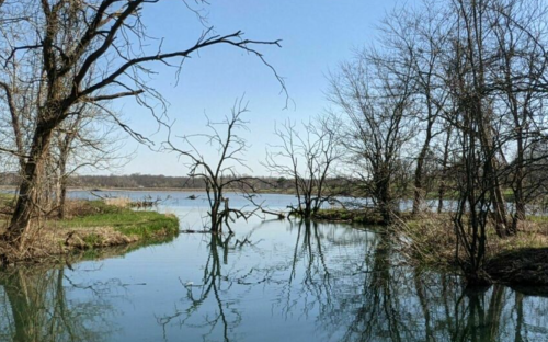 A serene river scene with bare trees reflecting in the calm water under a clear blue sky.