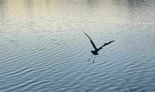 A silhouette of a bird flying over a calm, reflective body of water at sunset.