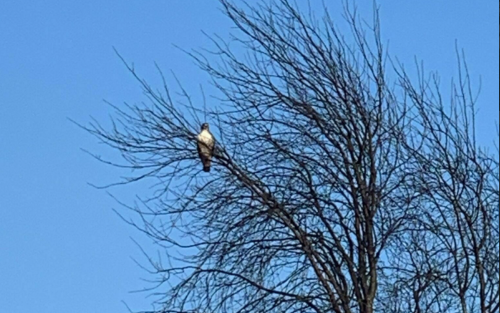 A bird perched on a bare tree branch against a clear blue sky.