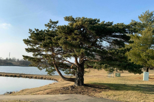 A large tree with a dense canopy stands by a calm lake, surrounded by grassy land and a clear blue sky.