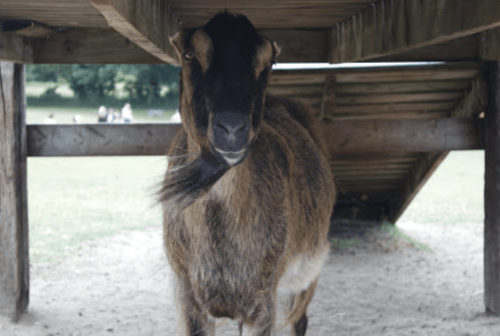 A goat standing under a wooden structure, looking directly at the camera with a grassy field in the background.