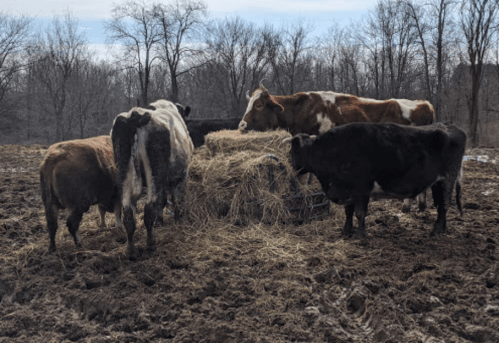 A group of cows gathered around a hay bale in a muddy field, with trees in the background.