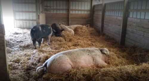 Five pigs resting on straw in a barn, with two standing and three lying down. Natural light filters in from the entrance.