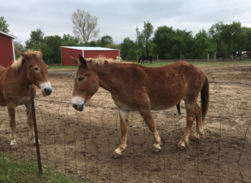 Two horses stand near a fence in a muddy field, with red barns and green trees in the background.
