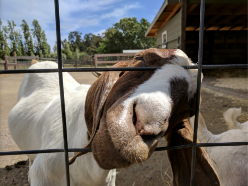 A close-up of a goat's face pressing against a fence, with trees and a barn in the background.