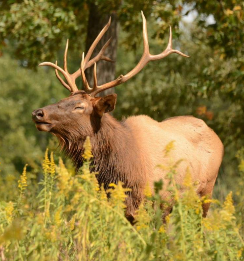 A majestic elk with large antlers stands among tall yellow flowers, eyes closed, enjoying the warm sunlight.