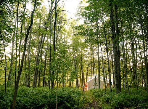 A serene forest scene with tall trees and lush greenery, leading to a small cabin in the distance.