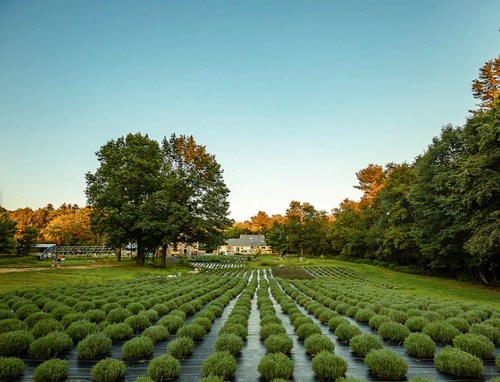 A serene lavender field with rows of plants under a clear blue sky, surrounded by trees and a distant farmhouse.