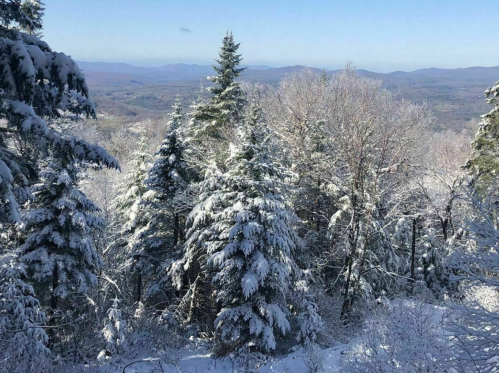 Snow-covered trees in a winter landscape, with distant mountains under a clear blue sky.