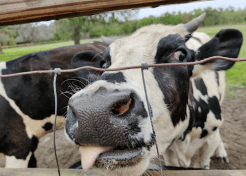 Close-up of a curious black and white cow sticking its tongue out through a fence, with green grass in the background.