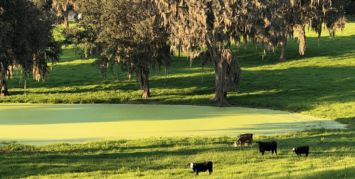 Cows grazing near a pond surrounded by lush greenery and trees draped in Spanish moss.