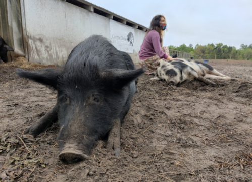 A girl sits on the ground next to two pigs in a muddy farmyard, with a barn in the background.