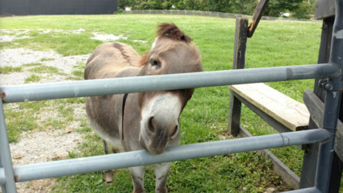 A curious donkey peeks through a metal gate in a grassy field.