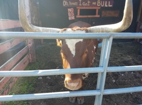 A brown and white cow with large horns stands behind a metal gate, with a rustic sign in the background.