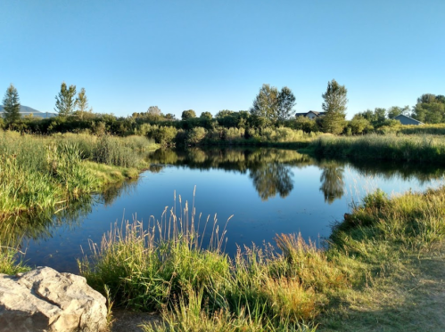 A serene pond surrounded by lush greenery and trees under a clear blue sky.