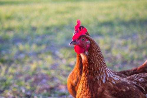 A close-up of a brown chicken with a red comb, standing in a grassy area.