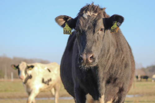A close-up of a black and white cow with ear tags, standing in a grassy field under a clear blue sky.