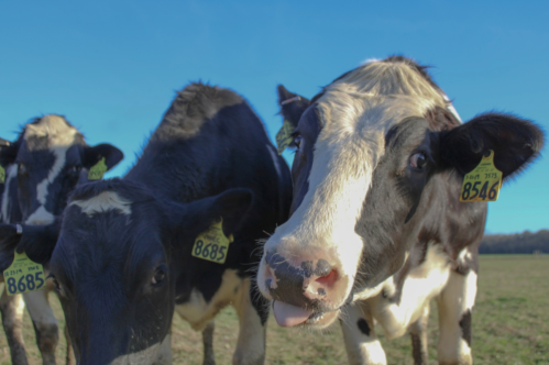 Two black and white cows in a grassy field, one looking directly at the camera with tags on their ears.