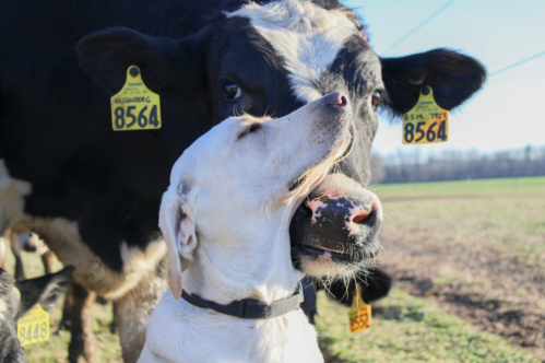 A dog and a cow nuzzle each other in a sunny field, both wearing identification tags.