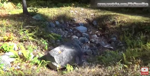 A rocky area with scattered stones and patches of grass, surrounded by ferns and trees in a natural setting.