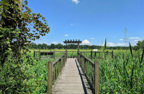 A wooden boardwalk leads through lush greenery under a clear blue sky with scattered clouds.