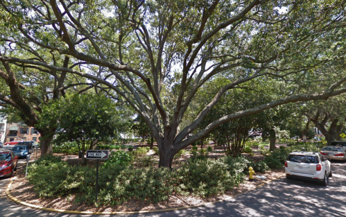 A large tree with sprawling branches in a circular park area, surrounded by greenery and parked cars.