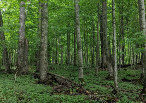 A lush green forest with tall trees and a carpet of ferns covering the ground, creating a serene natural atmosphere.