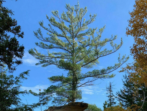 A tall pine tree stands on a rocky outcrop against a clear blue sky, surrounded by other trees and autumn foliage.
