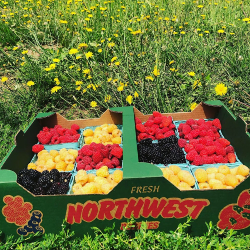 A colorful assortment of fresh berries in a green box, surrounded by a field of yellow flowers.