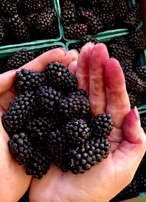 A pair of hands holding a cluster of fresh blackberries, with purple-stained fingers from handling the fruit.