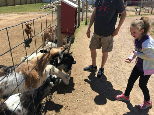 A girl laughs as she interacts with goats at a petting zoo, while an adult stands nearby.