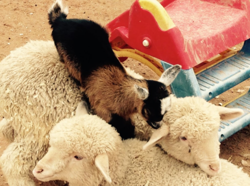 A small goat playfully climbs on two fluffy sheep near a colorful playground structure.