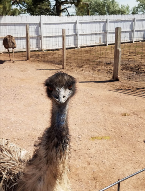 A close-up of an emu's head, with a blurred background of another emu and a fenced area.