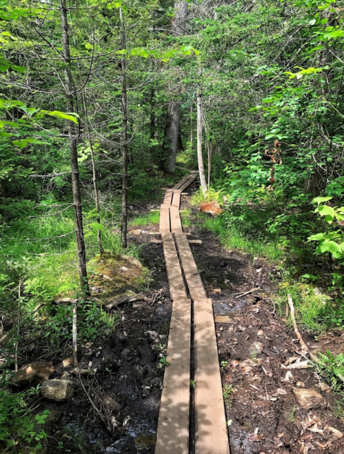 A wooden boardwalk stretches through a lush green forest, surrounded by trees and underbrush.