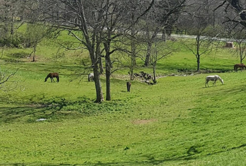 A serene landscape with several horses grazing on lush green grass under bare trees.