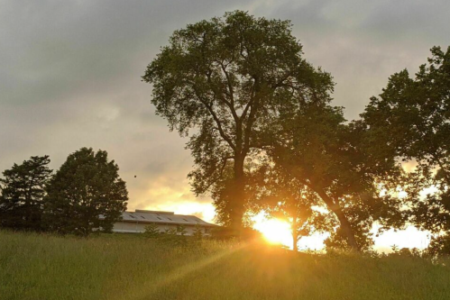 Sunset behind trees with a grassy field in the foreground and a building partially visible in the background.