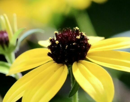 Close-up of a yellow flower with a dark center, surrounded by green foliage.