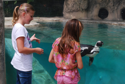 Two girls watch a penguin swimming in a clear aquarium at a zoo, smiling and enjoying the moment.
