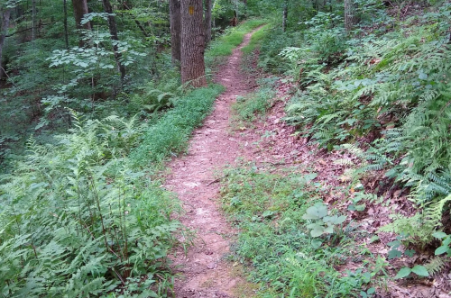 A winding dirt path through a lush green forest, surrounded by ferns and trees.