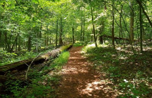 A sunlit forest path winding through lush greenery and fallen logs.