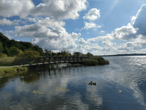 A serene lake scene with a wooden bridge, ducks swimming, and fluffy clouds in a blue sky.