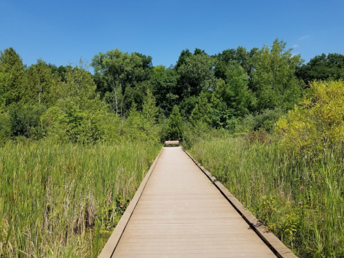 A wooden boardwalk leads through lush greenery and tall grasses under a clear blue sky.