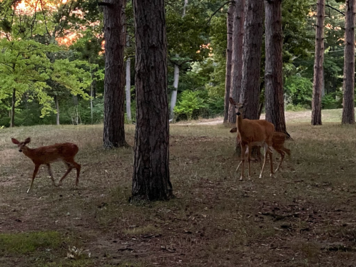 A group of deer grazing in a forest with tall trees and soft evening light.