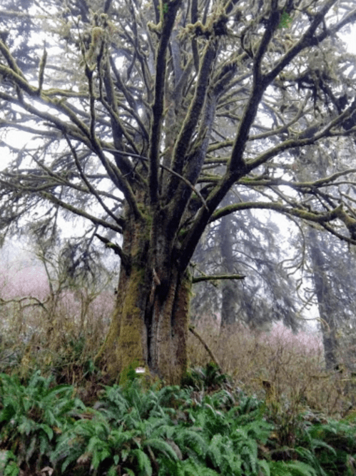 A large, moss-covered tree stands amidst ferns in a misty forest, surrounded by tall trees and underbrush.