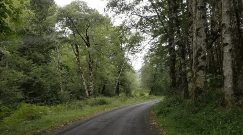 A winding road surrounded by lush green trees and foliage on a cloudy day.