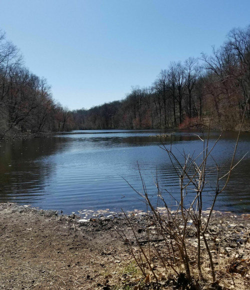 A serene lake surrounded by bare trees under a clear blue sky, with gentle ripples on the water's surface.