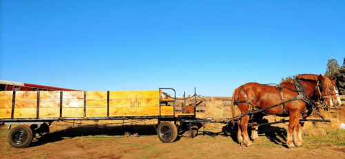 A horse hitched to a wooden wagon in a rural setting under a clear blue sky.