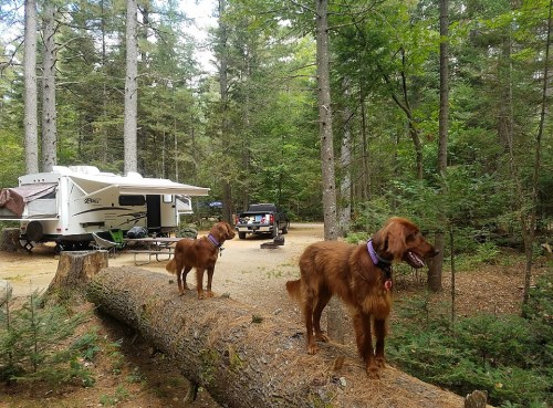 Two dogs stand on a fallen log in a forested campsite, with a camper and vehicle in the background.